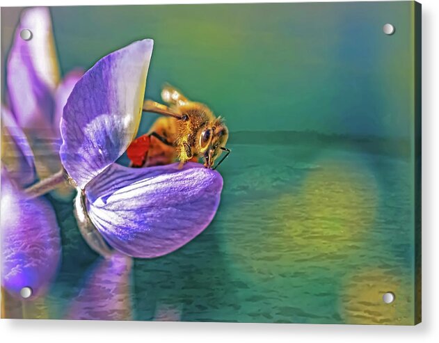 Ready for Lift Off from a Purple Flower - Acrylic Print