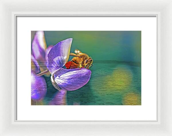 Ready for Lift Off from a Purple Flower - Framed Print