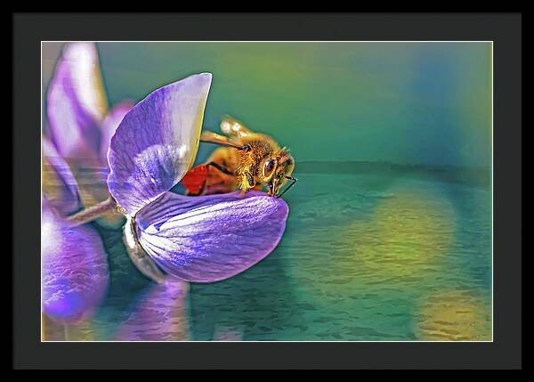 Ready for Lift Off from a Purple Flower - Framed Print