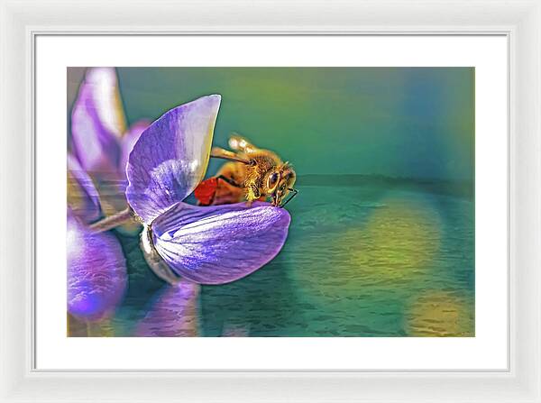 Ready for Lift Off from a Purple Flower - Framed Print