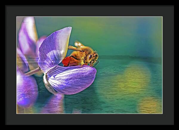 Ready for Lift Off from a Purple Flower - Framed Print