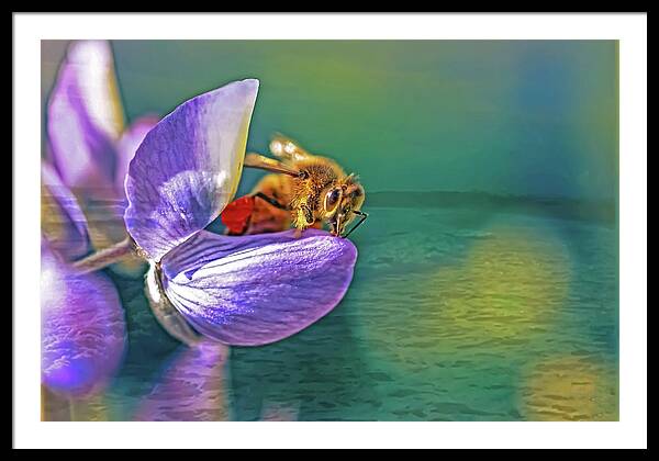 Ready for Lift Off from a Purple Flower - Framed Print
