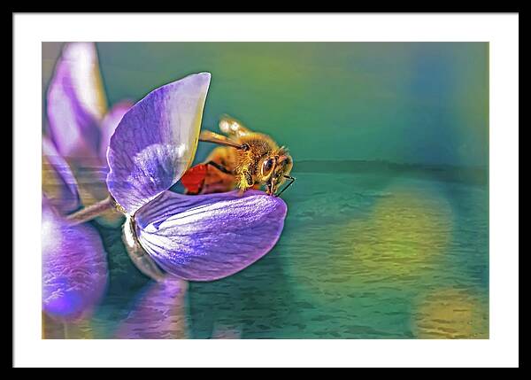 Ready for Lift Off from a Purple Flower - Framed Print
