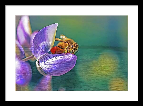 Ready for Lift Off from a Purple Flower - Framed Print