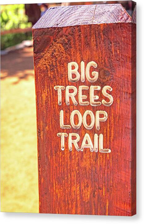 Redwood Sign Post Big Trees Loop Trail - Canvas Print