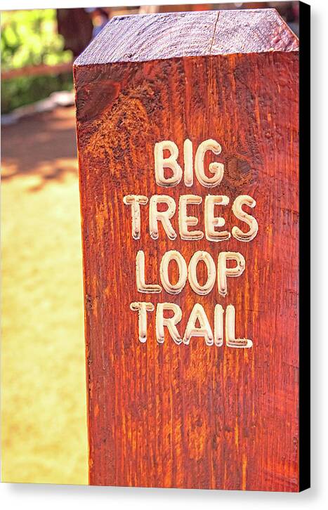 Redwood Sign Post Big Trees Loop Trail - Canvas Print