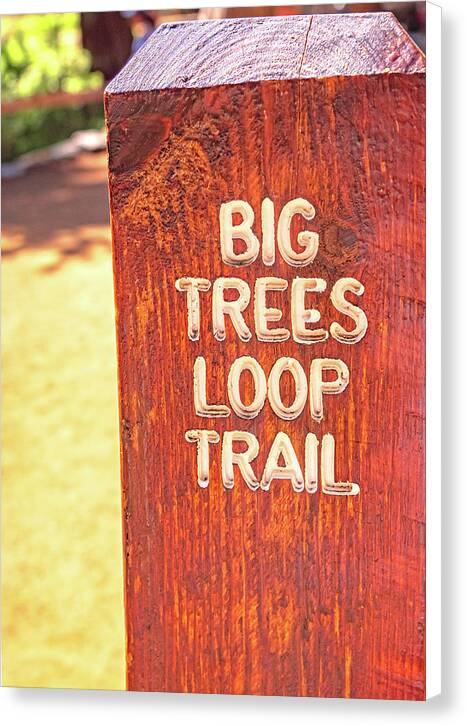 Redwood Sign Post Big Trees Loop Trail - Canvas Print