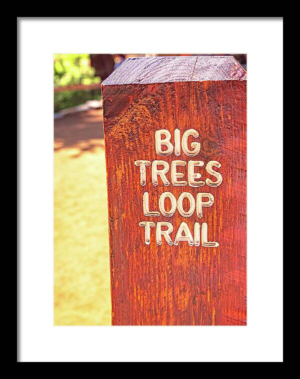 Redwood Sign Post Big Trees Loop Trail - Framed Print