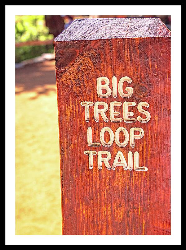 Redwood Sign Post Big Trees Loop Trail - Framed Print