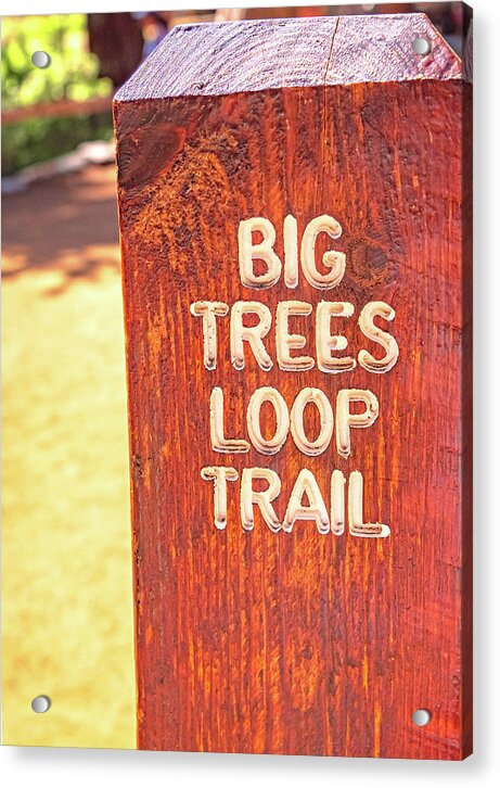 Redwood Sign Post Big Trees Loop Trail - Acrylic Print