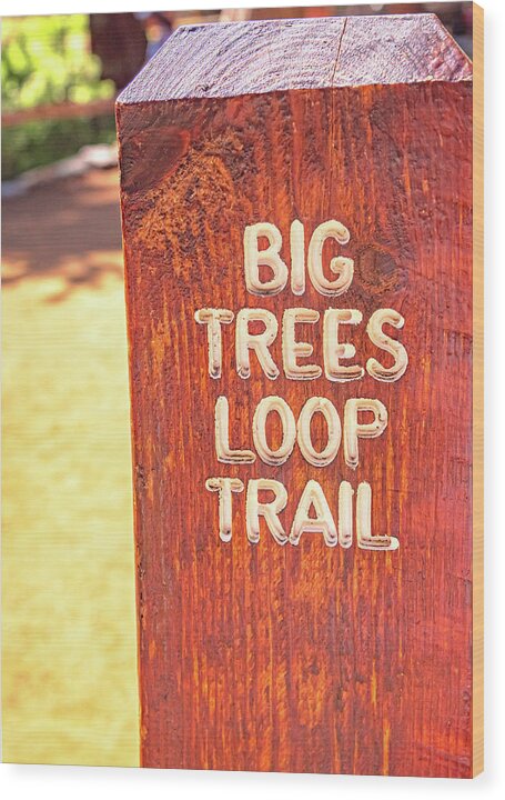 Redwood Sign Post Big Trees Loop Trail - Wood Print