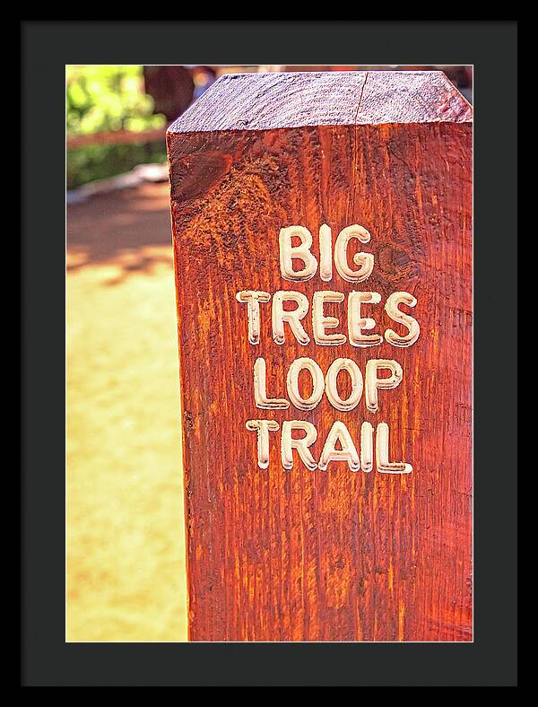 Redwood Sign Post Big Trees Loop Trail - Framed Print