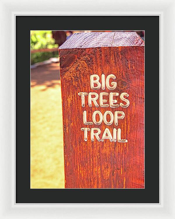 Redwood Sign Post Big Trees Loop Trail - Framed Print