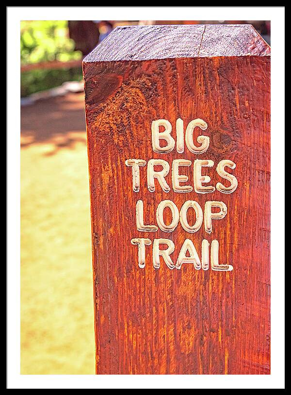 Redwood Sign Post Big Trees Loop Trail - Framed Print