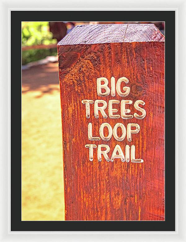 Redwood Sign Post Big Trees Loop Trail - Framed Print