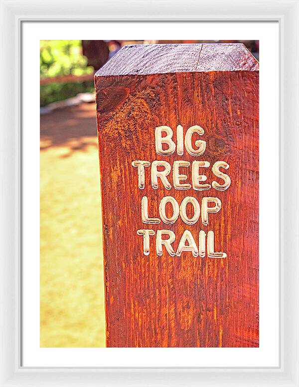 Redwood Sign Post Big Trees Loop Trail - Framed Print