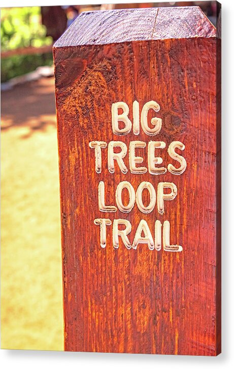 Redwood Sign Post Big Trees Loop Trail - Acrylic Print