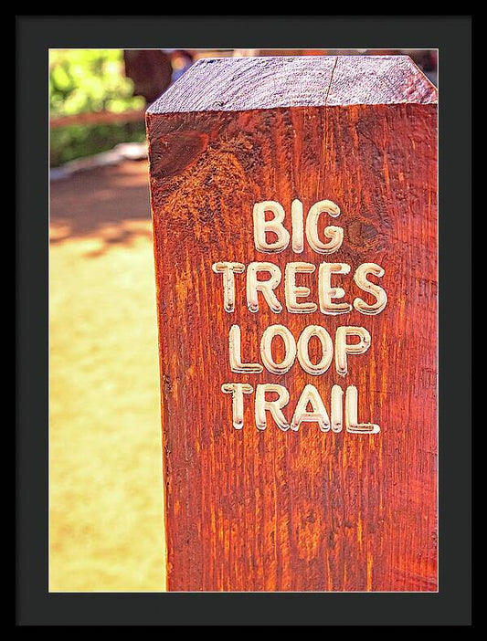 Redwood Sign Post Big Trees Loop Trail - Framed Print