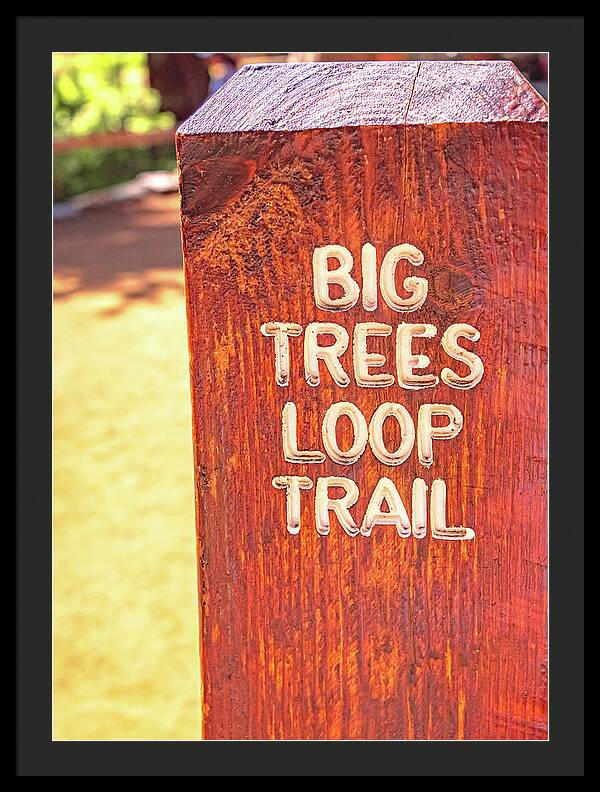 Redwood Sign Post Big Trees Loop Trail - Framed Print