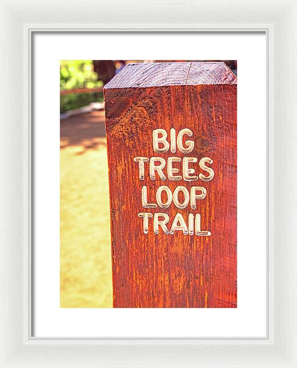 Redwood Sign Post Big Trees Loop Trail - Framed Print