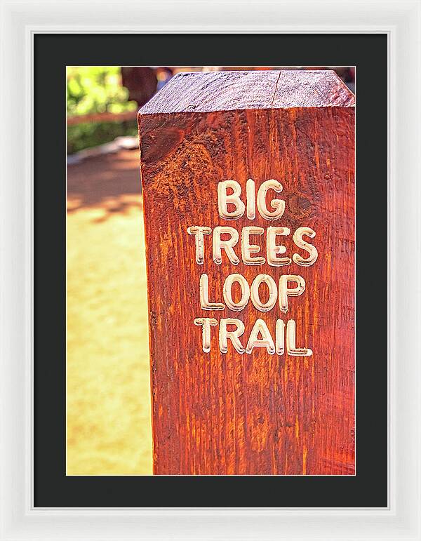 Redwood Sign Post Big Trees Loop Trail - Framed Print