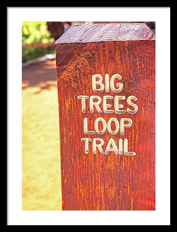 Redwood Sign Post Big Trees Loop Trail - Framed Print