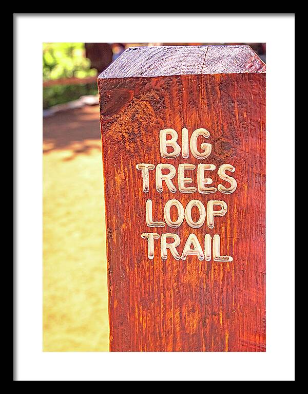 Redwood Sign Post Big Trees Loop Trail - Framed Print