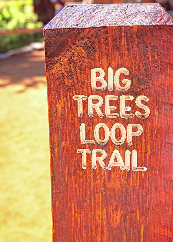 Redwood Sign Post Big Trees Loop Trail - Art Print