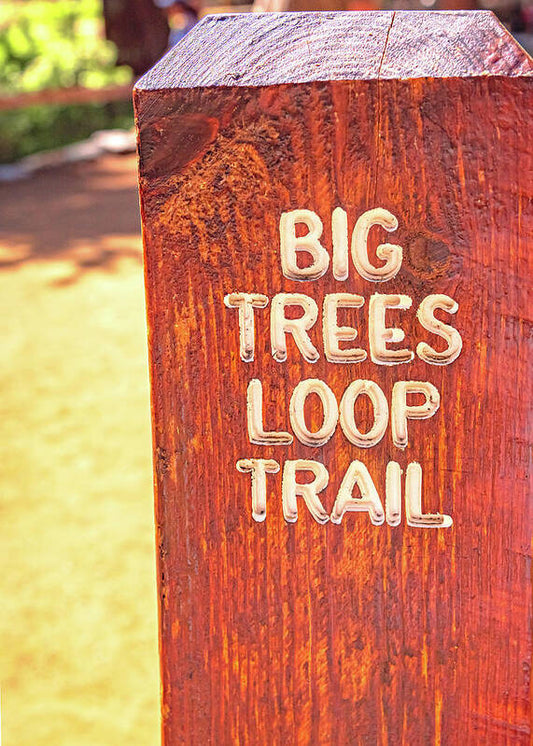 Redwood Sign Post Big Trees Loop Trail - Art Print