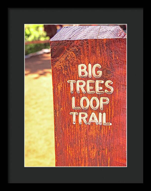 Redwood Sign Post Big Trees Loop Trail - Framed Print