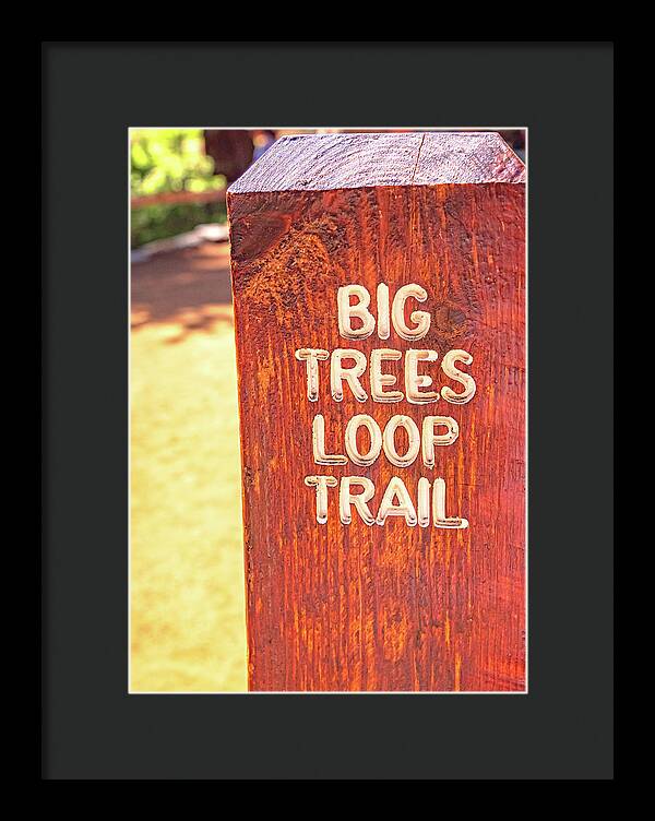 Redwood Sign Post Big Trees Loop Trail - Framed Print