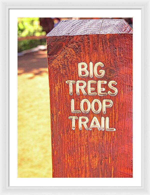 Redwood Sign Post Big Trees Loop Trail - Framed Print