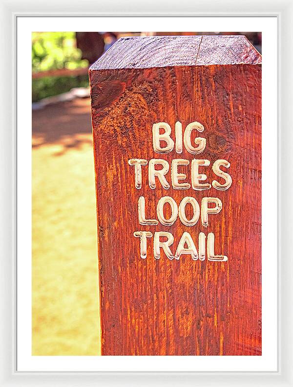 Redwood Sign Post Big Trees Loop Trail - Framed Print