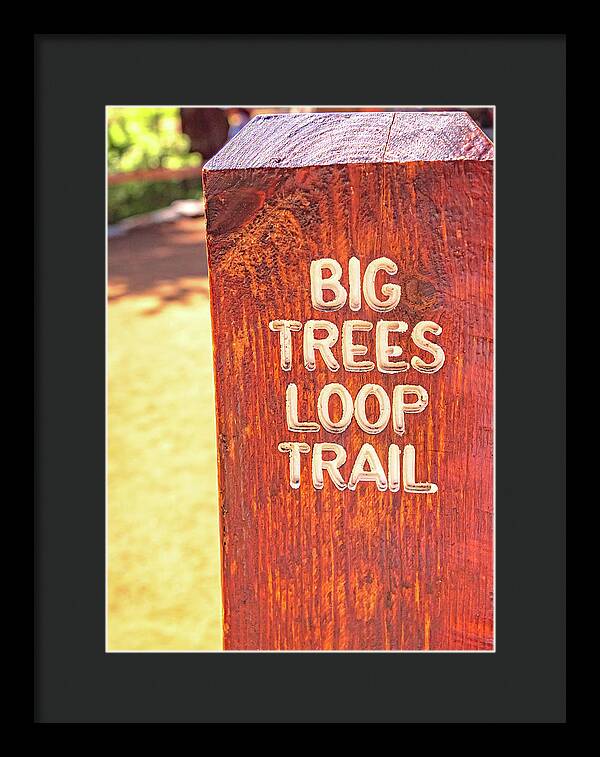 Redwood Sign Post Big Trees Loop Trail - Framed Print