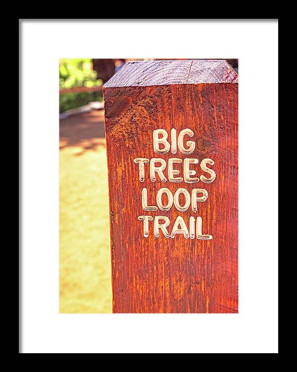 Redwood Sign Post Big Trees Loop Trail - Framed Print