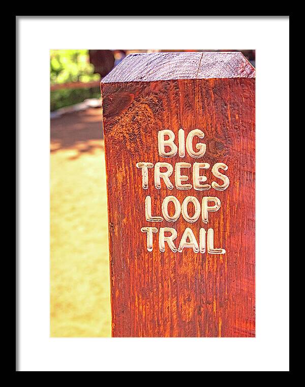 Redwood Sign Post Big Trees Loop Trail - Framed Print