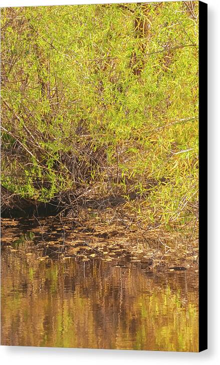 Reflections in a Tranquil Pond - Canvas Print