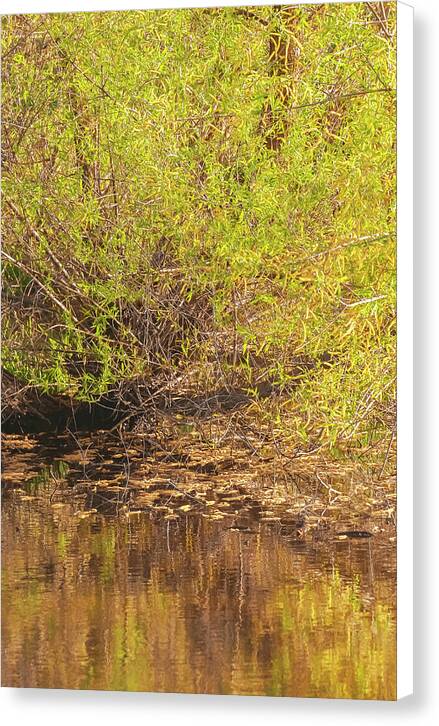 Reflections in a Tranquil Pond - Canvas Print