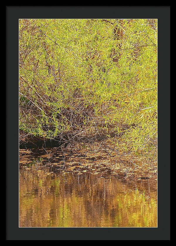 Reflections in a Tranquil Pond - Framed Print