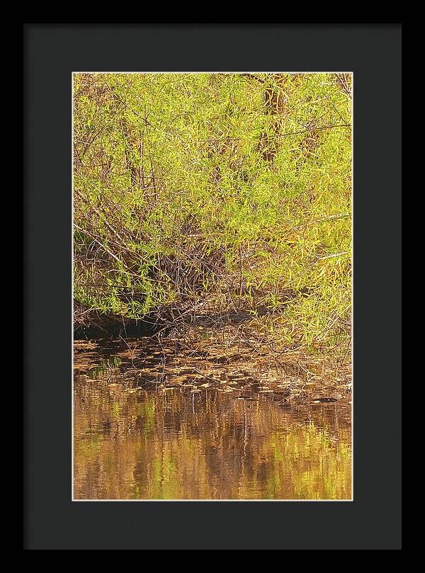 Reflections in a Tranquil Pond - Framed Print