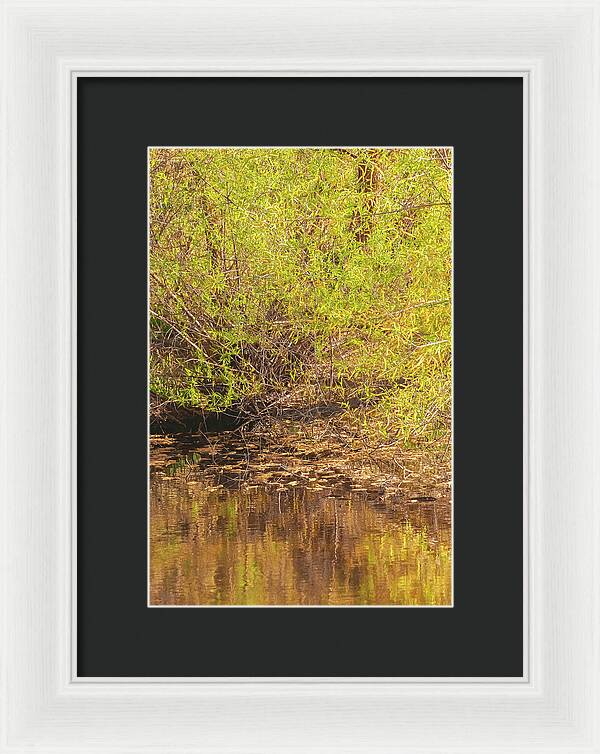 Reflections in a Tranquil Pond - Framed Print