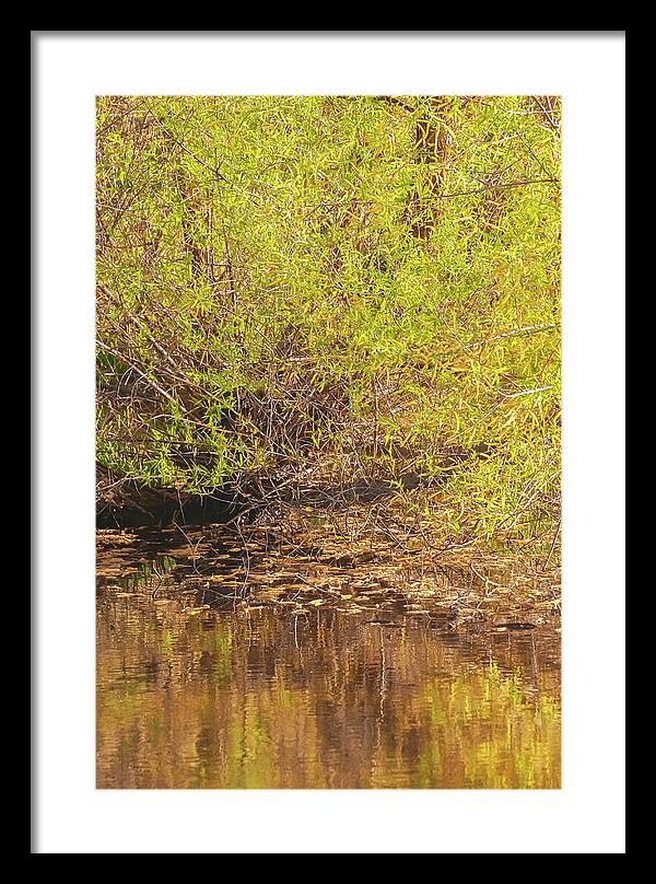 Reflections in a Tranquil Pond - Framed Print
