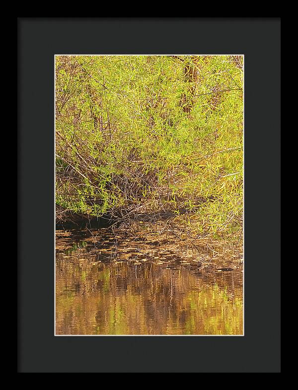 Reflections in a Tranquil Pond - Framed Print