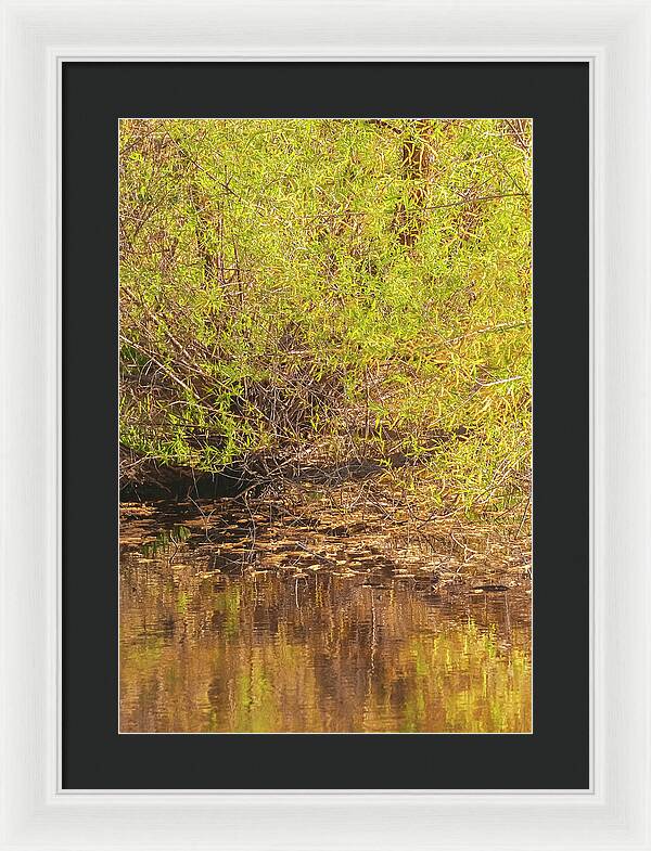 Reflections in a Tranquil Pond - Framed Print