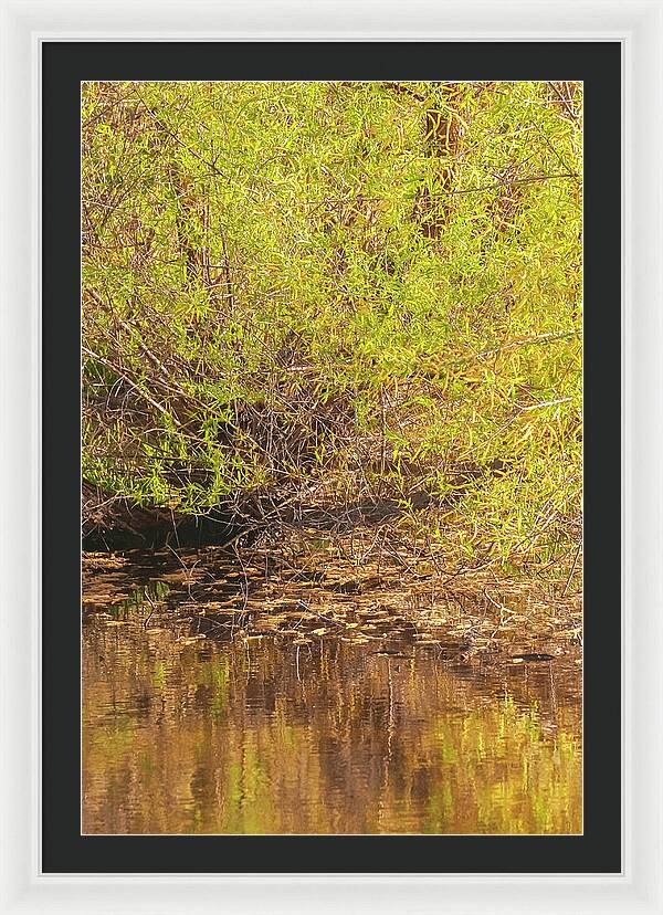 Reflections in a Tranquil Pond - Framed Print