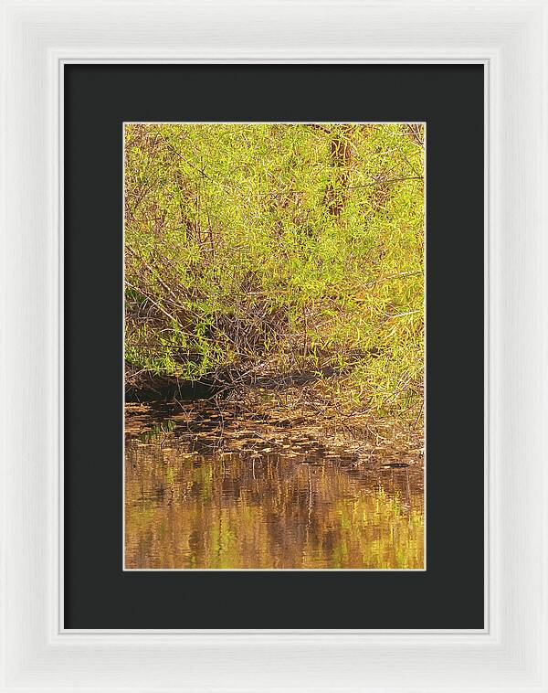 Reflections in a Tranquil Pond - Framed Print