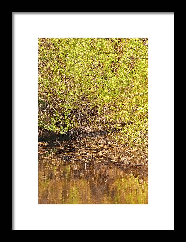 Reflections in a Tranquil Pond - Framed Print