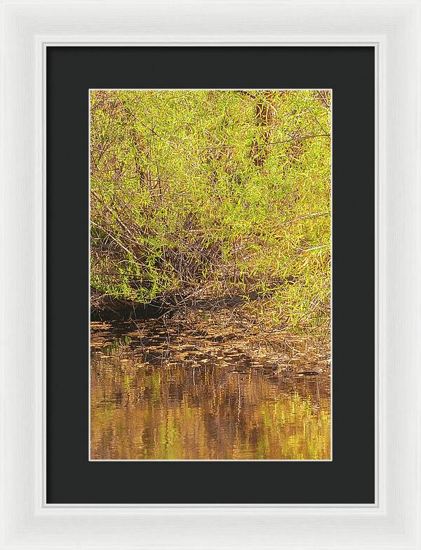 Reflections in a Tranquil Pond - Framed Print