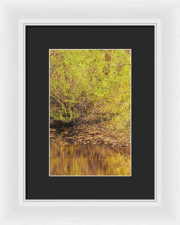 Reflections in a Tranquil Pond - Framed Print