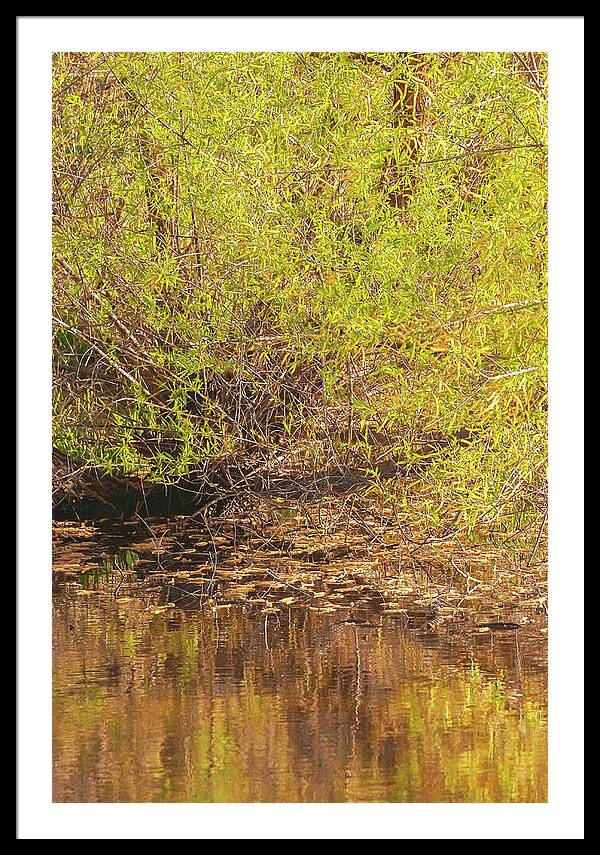 Reflections in a Tranquil Pond - Framed Print